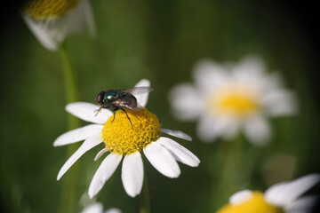 Obraz premium Margherita