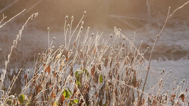 Plants covered with frost ona sunny winter day and fog moving through the shot