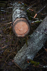 Fototapeta premium dry fallen tree trunks in old forest in autumn sunny day