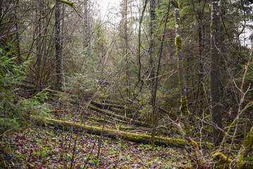 dark and moody spruce tree forest in autumn with tree trunks