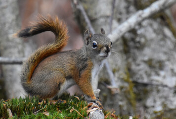 In red squirrel in autumn, Sainte-Apolline, Québec, Canada