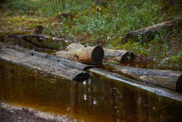 Dead tree trunks and stumps in a rain puddle in the forest on a sandy path on an early spring day in the flood.