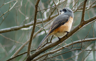 Grey Backed Shrike sitting on a branch in the forest