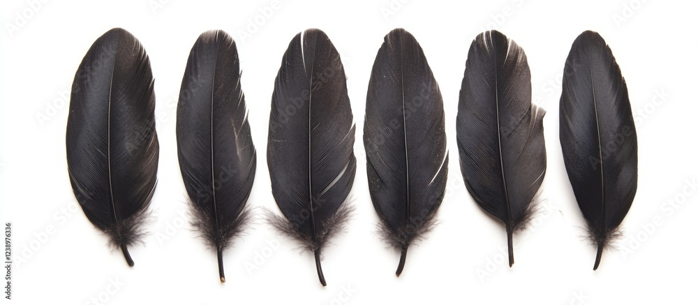 Aufkleber Six black feathers arranged in a row on a white background with copy space for text placement