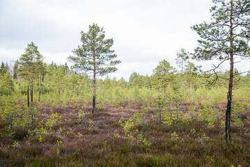 swamp wetlands landscape for gathering turf natural energie field