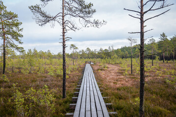 Obraz premium wooden boardwalk in swamp tourist trail with trees, resting area and sun rays in colorful summer weather