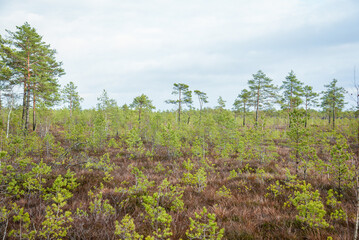 Obraz premium swamp wetlands landscape for gathering turf natural energie field