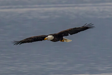 Bald Eagle