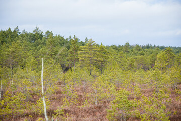 swamp wetlands landscape for gathering turf natural energie field
