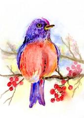 bird made of red and purple. Sitting on a brown branch with red berries. Hand-drawn with watercolors on white paper. Use as a poster, postcard or illustration