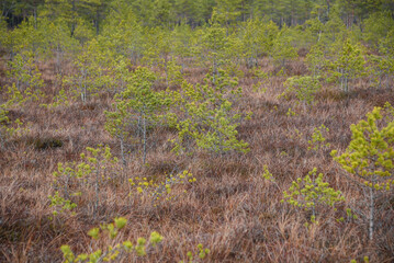 swamp wetlands landscape for gathering turf natural energie field