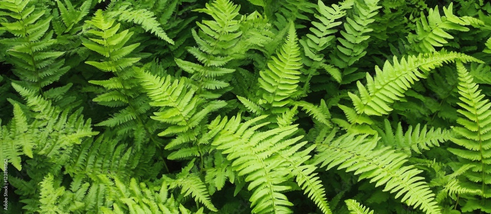 Poster Lush green ferns foliage pattern with texture and detail suitable for background design or natural themes Copy Space