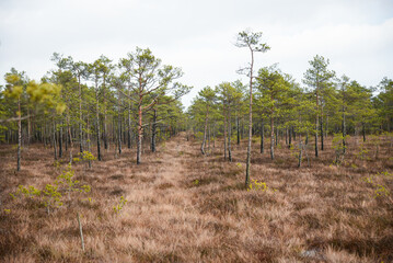 swamp wetlands landscape for gathering turf natural energie field