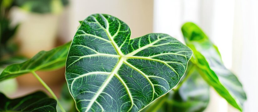 Close-up of heart-shaped green leaf with prominent veins and soft focus background of additional foliage and light from window Copy Space