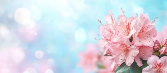Pink azalea flowers with soft blurred blue background and bokeh lights Copy Space