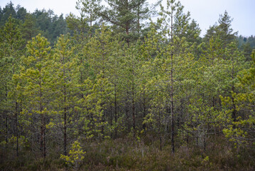 swamp wetlands landscape for gathering turf natural energie field