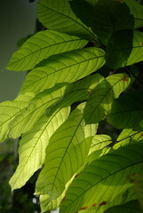 Feuillage tropical dans la serre