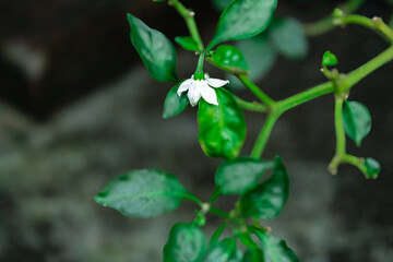 Chili Pepper Blossom – Intricate Flower of the Spicy Plant