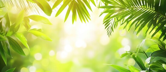 Lush green tropical leaves with soft sunlight background and bokeh effect suitable for nature themes Copy Space