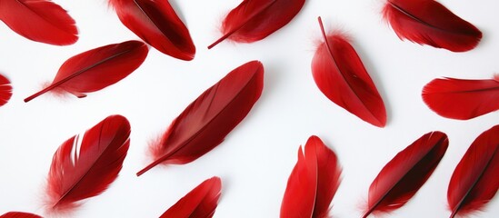 Red feathers scattered on white background with copy space for text placement