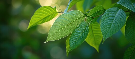 Fototapeta premium Green leaves with intricate textures in a blurred garden background with natural light and Copy Space for text.