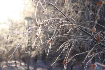frost covered branches