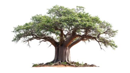 A large tree with a trunk that is very thick and has a lot of branches