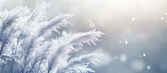Frost-covered grass in winter landscape with soft bokeh background and gentle snowfall Copy Space