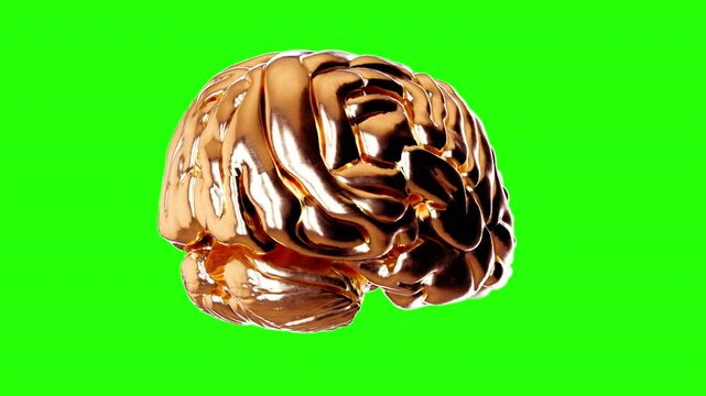 Realistic golden human brain rotation on green screen background. Fashion 3d animation.
