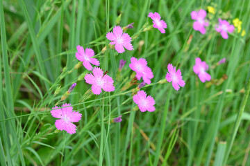 Pink Wildflowers in a Meadow summer background