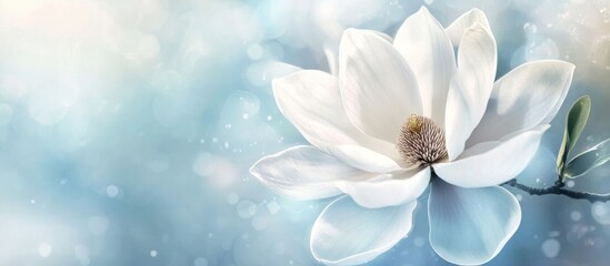 Obraz premium Serene Magnolia Bloom: A Pastel Dream