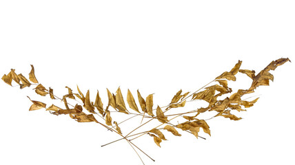Dried leaves with intricate veins and curled edges is isolated on a white background with clipping...