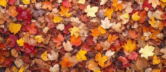 Colorful autumn leaves background in various shades of orange, red, and yellow covering the ground, natural foliage texture with Copy Space