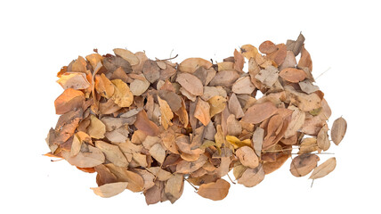 Dried leaves with intricate veins and curled edges is isolated on a white background with clipping paths. This image represents the cycle of nature, autumn and change.