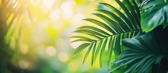 Obraz premium Lush green tropical leaves with soft bokeh background and natural lighting Copy Space