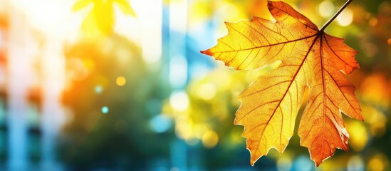 Autumn maple leaf with vibrant colors in a bokeh background and sunlight shining through, natural scene with Copy Space