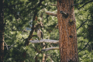 Nature details, animals, flowers, blossoms.