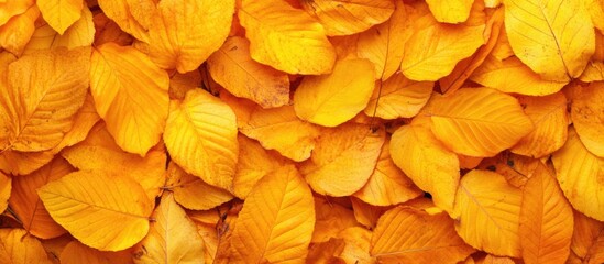 Autumn foliage background with vibrant yellow leaves covering the ground, suitable for nature-themed designs, Copy Space