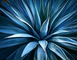 agave plant with blue tones a detailed close up