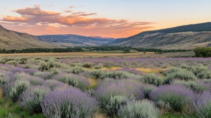Obraz premium Lavender Field Sunset Mountain Valley Landscape