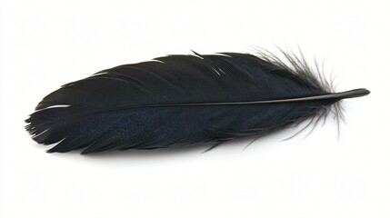 Black feather isolated on white background, nature texture