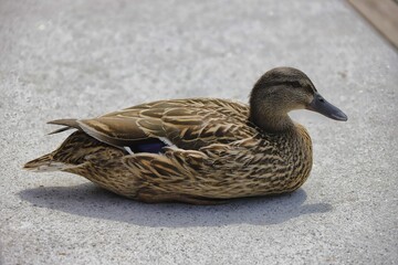 Liegende Ente auf warmen Boden im Sommer