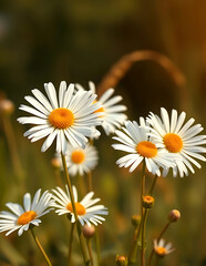 Obraz premium Flower field Daisies