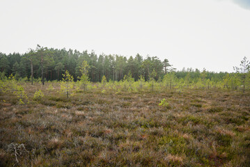 swamp wetlands landscape for gathering turf natural energie field