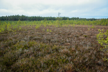 swamp wetlands landscape for gathering turf natural energie field