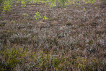 swamp wetlands landscape for gathering turf natural energie field