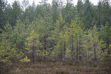 swamp wetlands landscape for gathering turf natural energie field