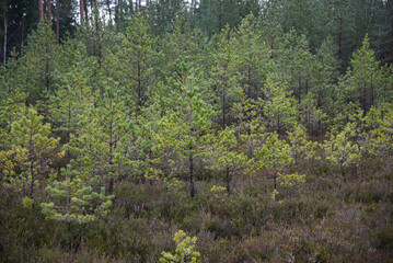 swamp wetlands landscape for gathering turf natural energie field