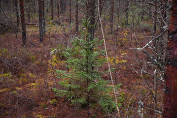 Small spruce with green needles in a pine forest in a swamp on an autumn day