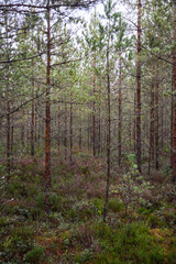 Pine forest landscape in a green forest with green moss in a swamp under a blue sky on an autumn day.